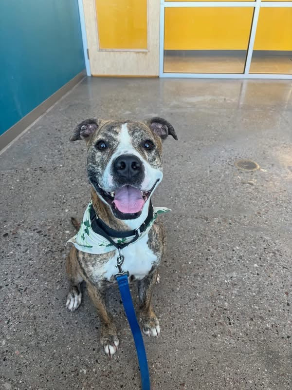 Adoptable dog at Pinal County Animal Care and Control