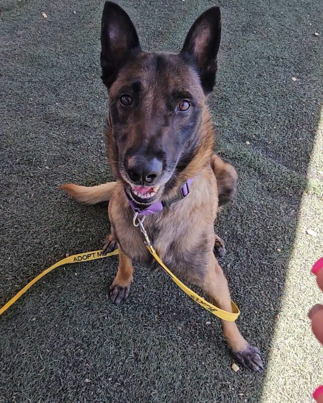 Adoptable dog at Pinal County Animal Care and Control