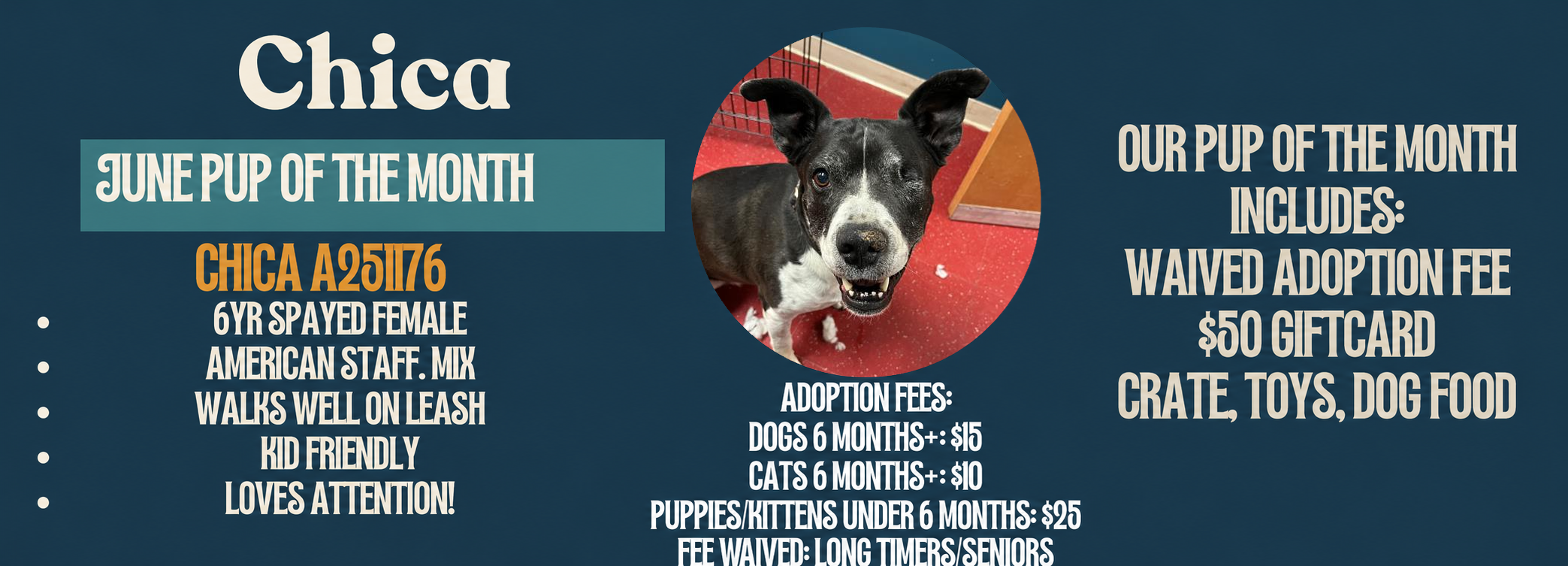Featured adoptable pet from Pinal County Animal Care and Control
