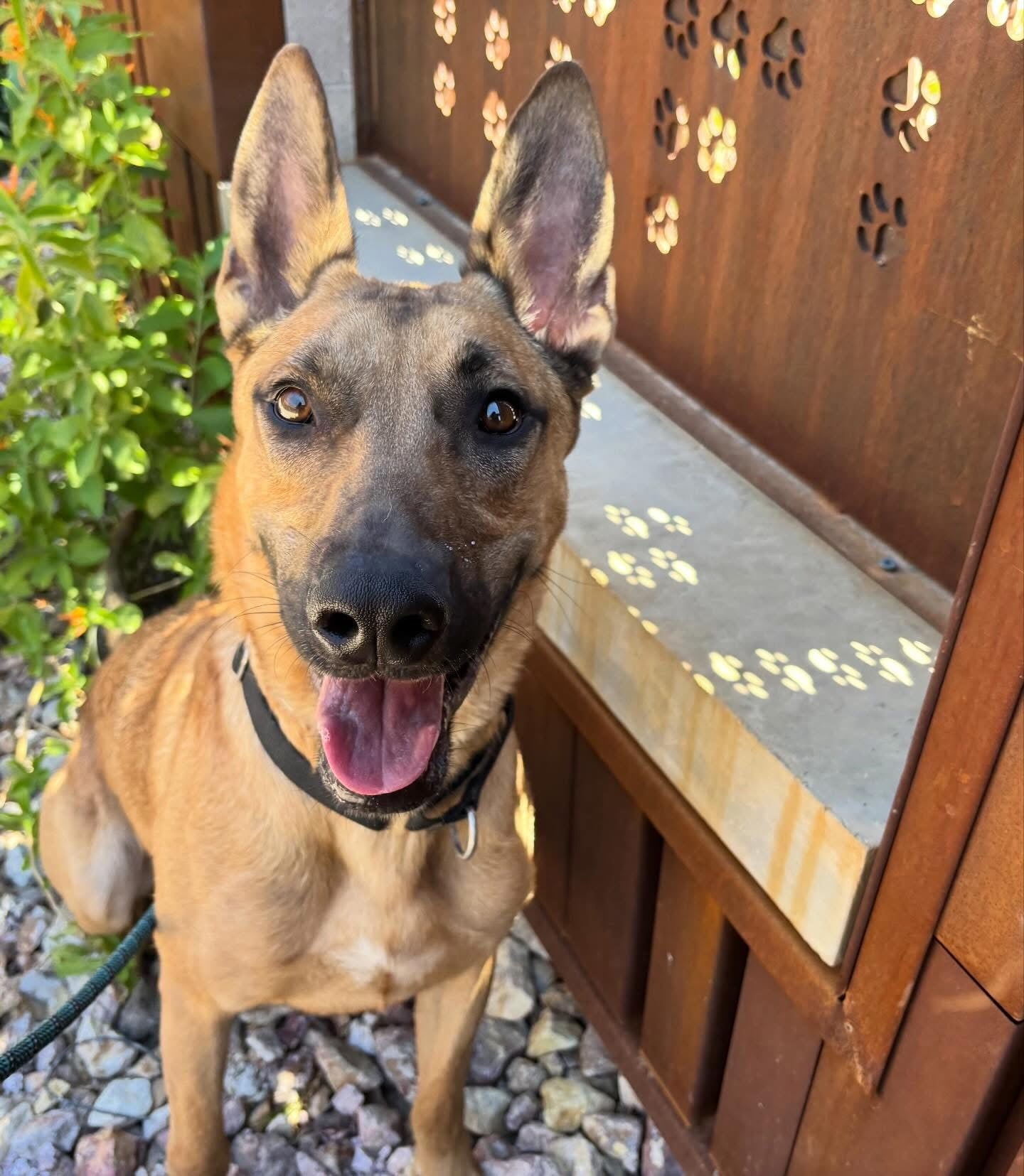 Adoptable dog at Pinal County Animal Care and Control