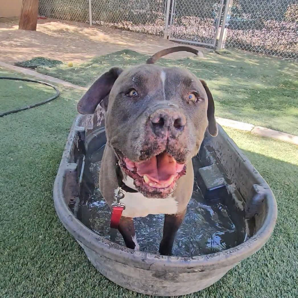 Adoptable dog at Pinal County Animal Care and Control